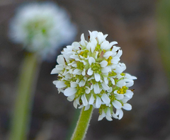 Micranthes rhomboidea
