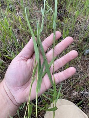 Amphicarpum muehlenbergianum