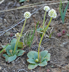 Micranthes rhomboidea