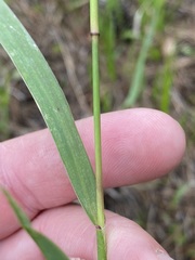Amphicarpum muehlenbergianum