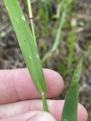 Amphicarpum muehlenbergianum