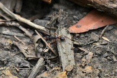 Myrmecia esuriens
