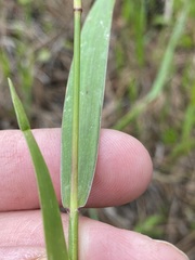 Amphicarpum muehlenbergianum