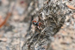 Myrmecia esuriens