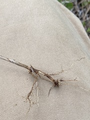 Amphicarpum muehlenbergianum