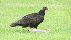 Cathartes aura