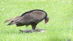 Cathartes aura