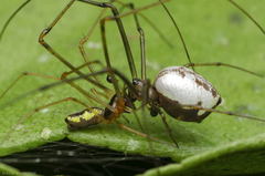 Mesida culta