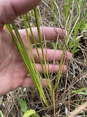 Rhynchospora cephalantha