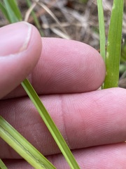 Rhynchospora cephalantha