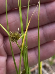 Rhynchospora cephalantha