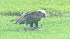 Cathartes aura