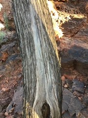 Callitris columellaris