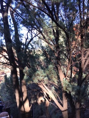 Callitris columellaris