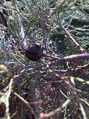 Callitris columellaris