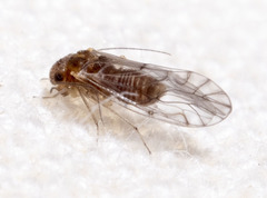 Lachesilla nubilis