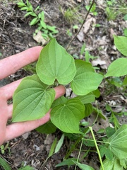 Dioscorea quaternata