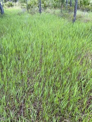 Amphicarpum muehlenbergianum