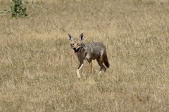 Canis latrans