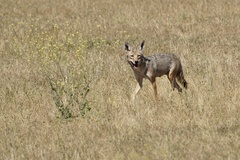Canis latrans