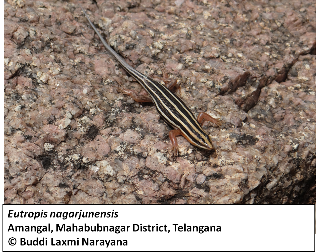 Nagarjuni Lizard