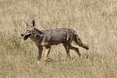 Canis latrans
