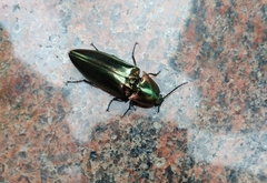 Campsosternus auratus