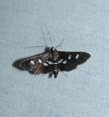 Desmia subdivisalis