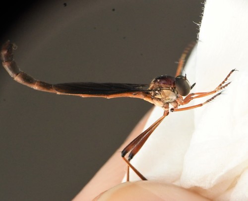 Lasiocnemus obscuripennis image