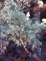 Callitris columellaris