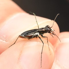 Cicindela abdominalis