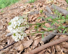 Lysimachia candida