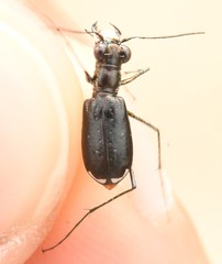 Cicindela abdominalis
