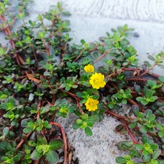Portulaca oleracea oleracea