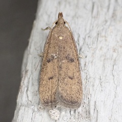 Glyphidocera democratica