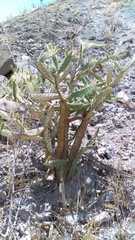 Opuntia elizondoana