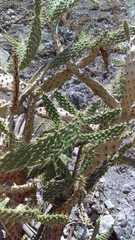 Opuntia elizondoana