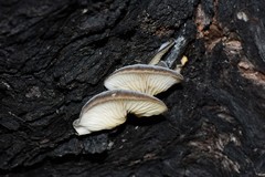 Conchomyces bursiformis