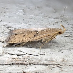 Glyphidocera democratica