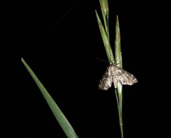 Petrophila canadensis