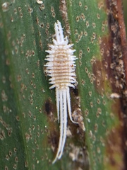 Laminicoccus flandersi
