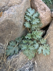 Phacelia pedicellata