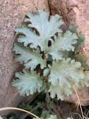 Phacelia pedicellata