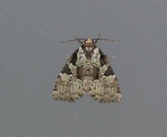 Leuconycta lepidula
