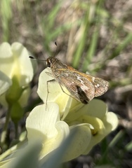 Hesperia metea