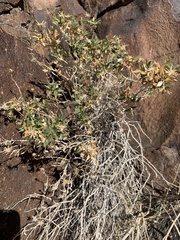 Brickellia atractyloides