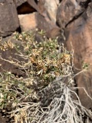 Brickellia atractyloides