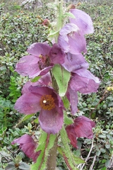 Meconopsis
