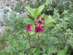 Rhododendron cowanianum