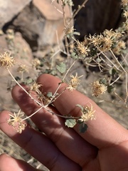 Brickellia desertorum